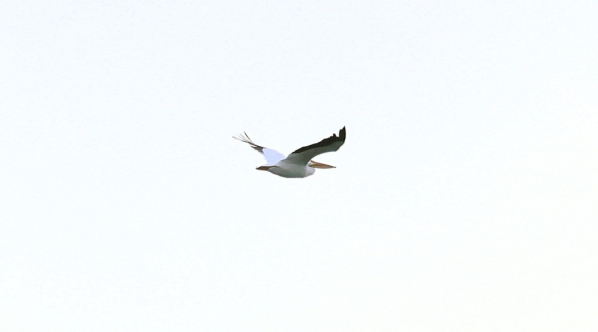 bird sp. - ML644112003