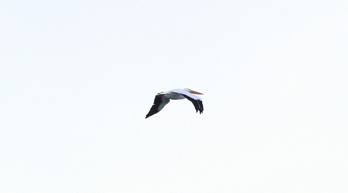 bird sp. - ML644112004