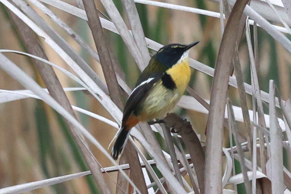 Many-colored Rush Tyrant - ML644112012