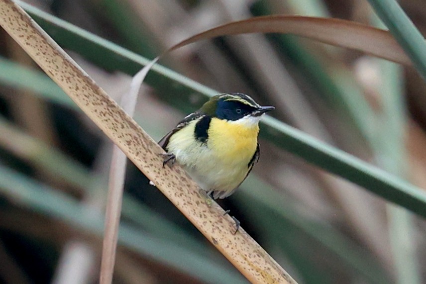 Many-colored Rush Tyrant - ML644112013