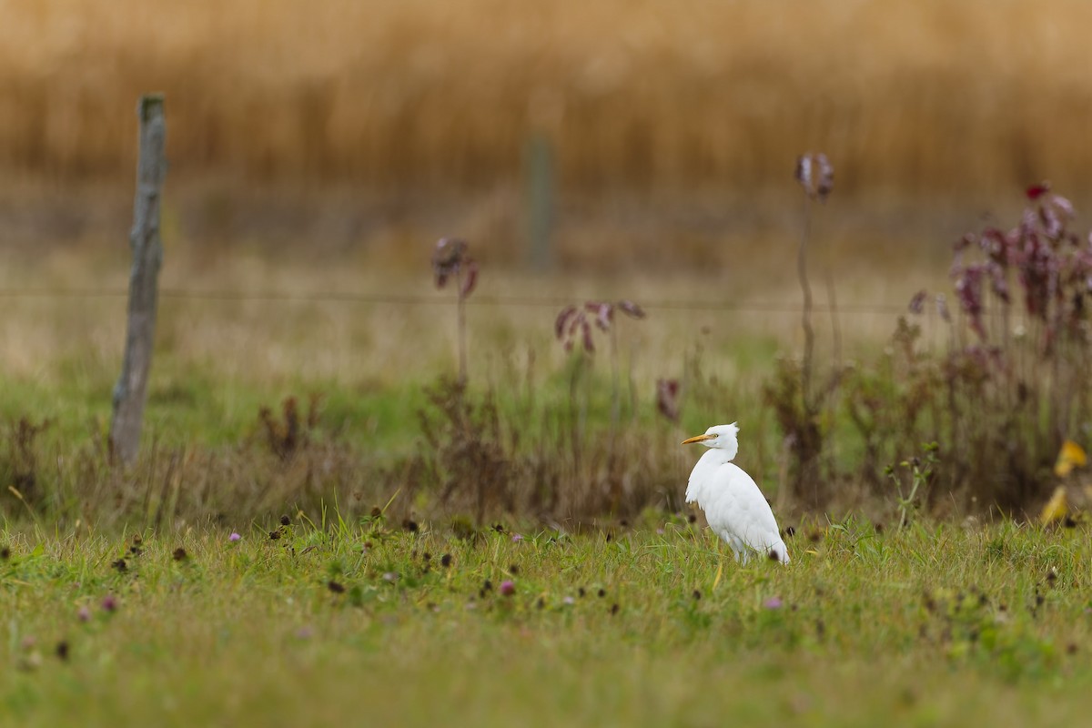 Western Cattle-Egret - ML644112015