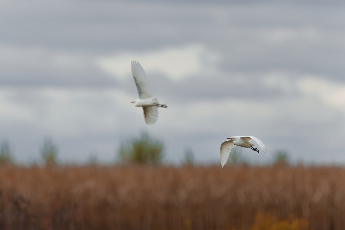 Western Cattle-Egret - ML644112016