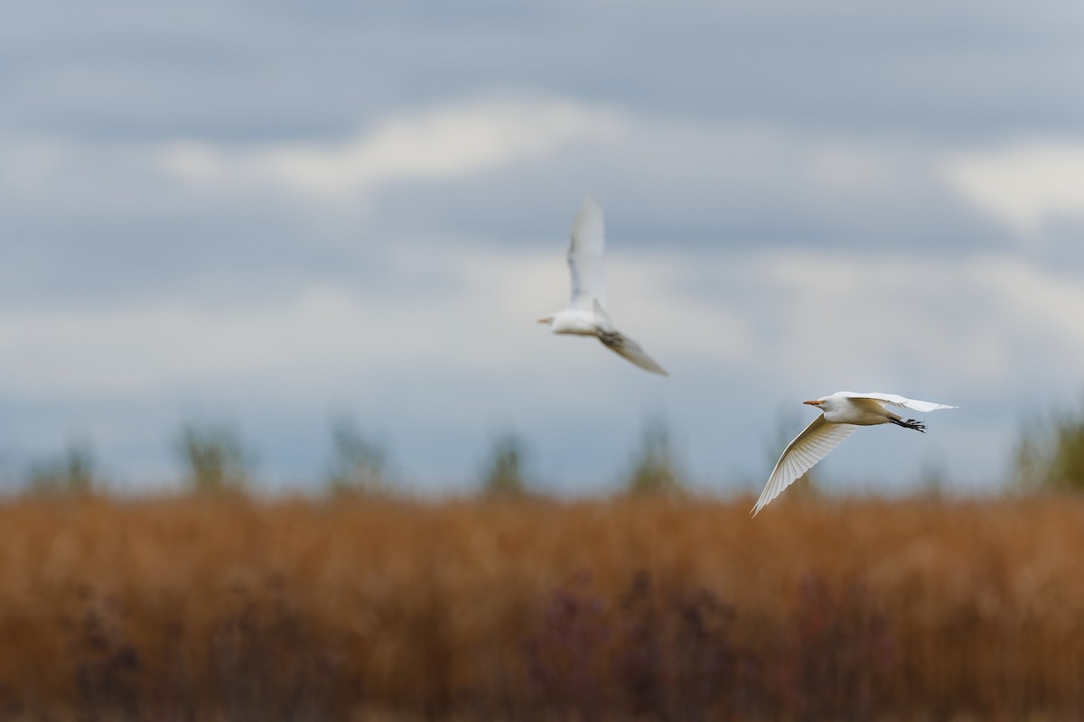 Western Cattle-Egret - ML644112017