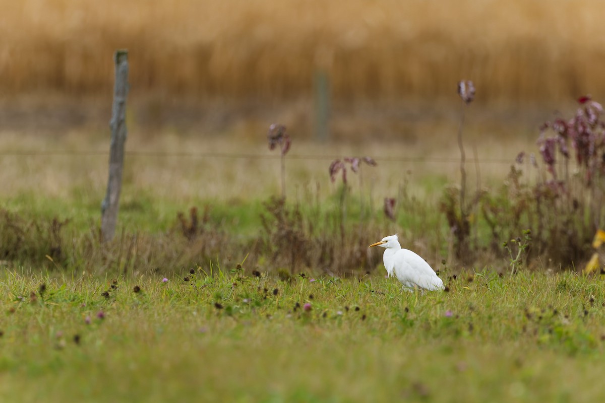Western Cattle-Egret - ML644112018