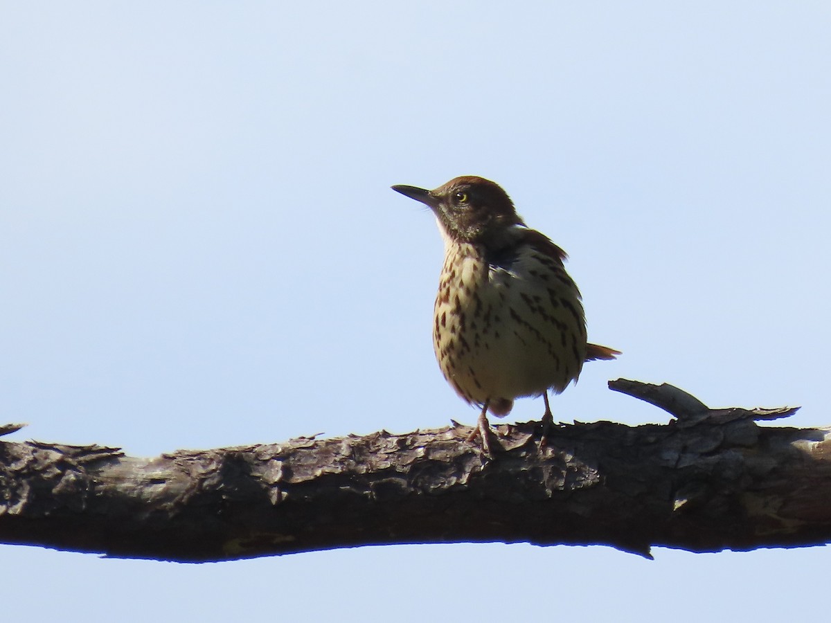 Brown Thrasher - ML644112028