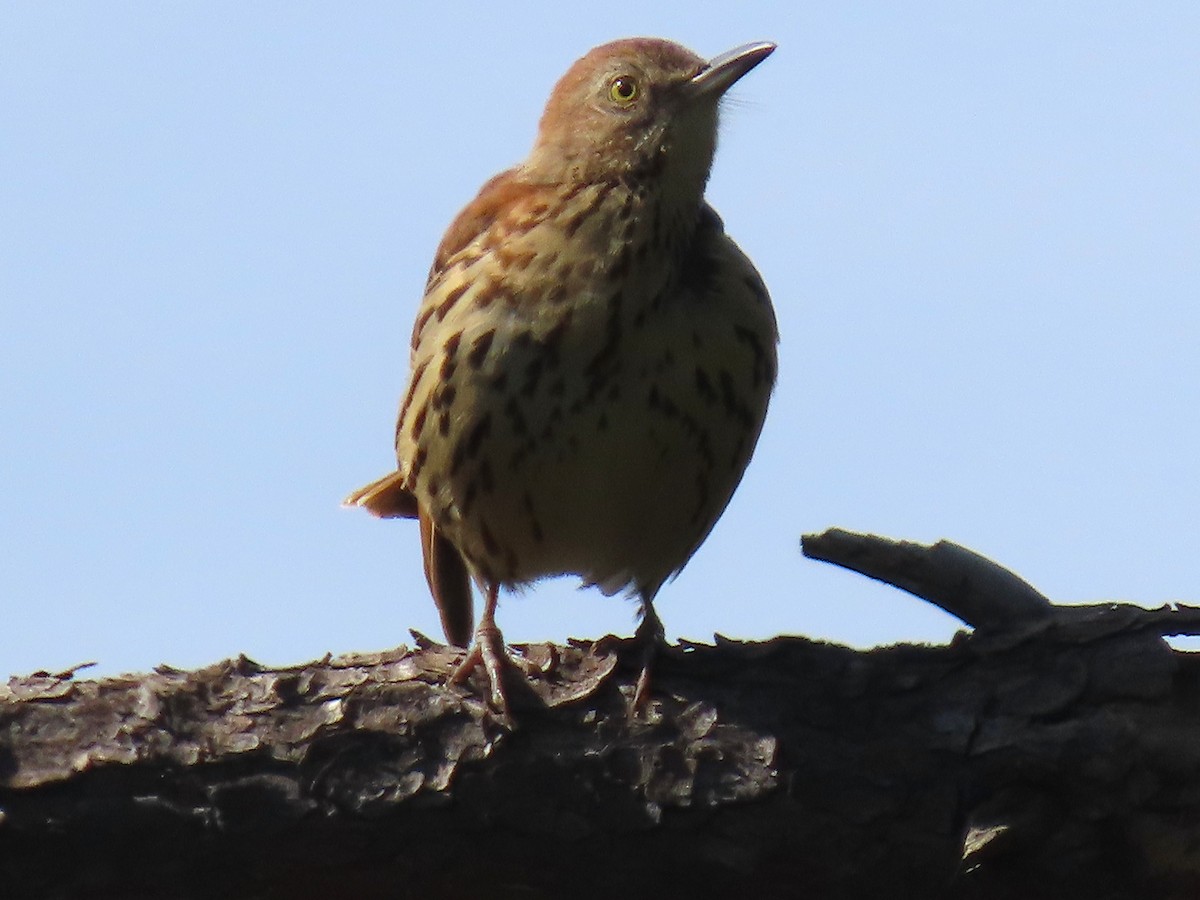 Brown Thrasher - ML644112029