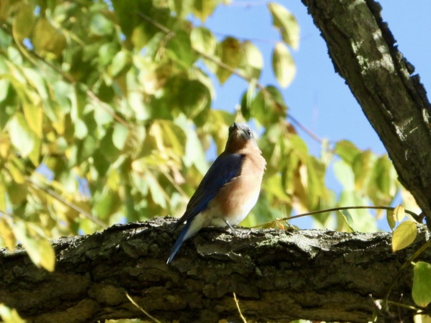 Eastern Bluebird - ML644112059