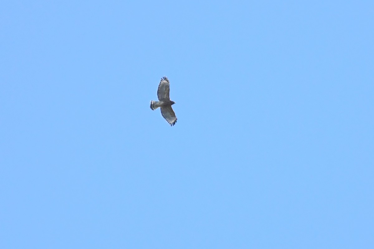 Red-shouldered Hawk - ML644112071