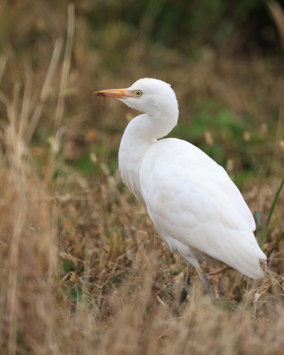 Garcilla Bueyera Occidental - ML644112072
