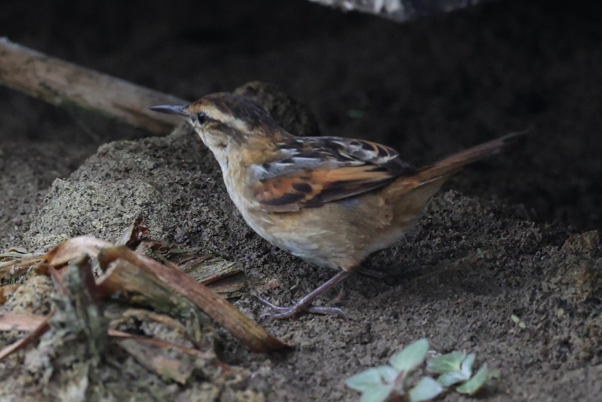 Wren-like Rushbird - ML644112075
