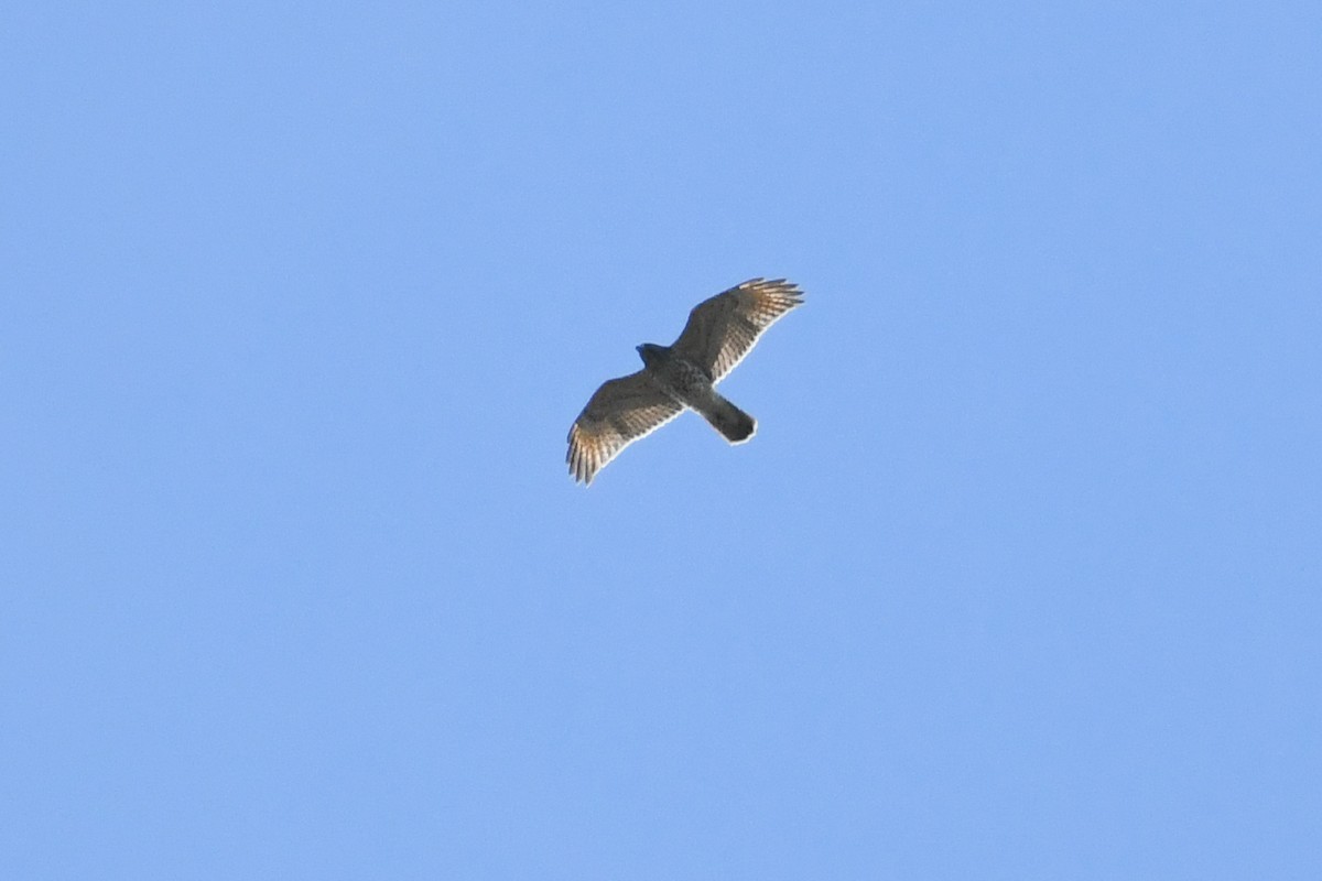 Red-shouldered Hawk - ML644112076