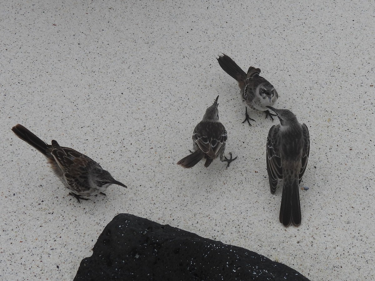 Española Mockingbird - ML644112077