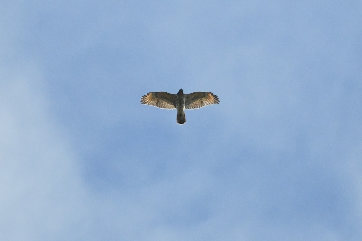 Red-shouldered Hawk - ML644112078