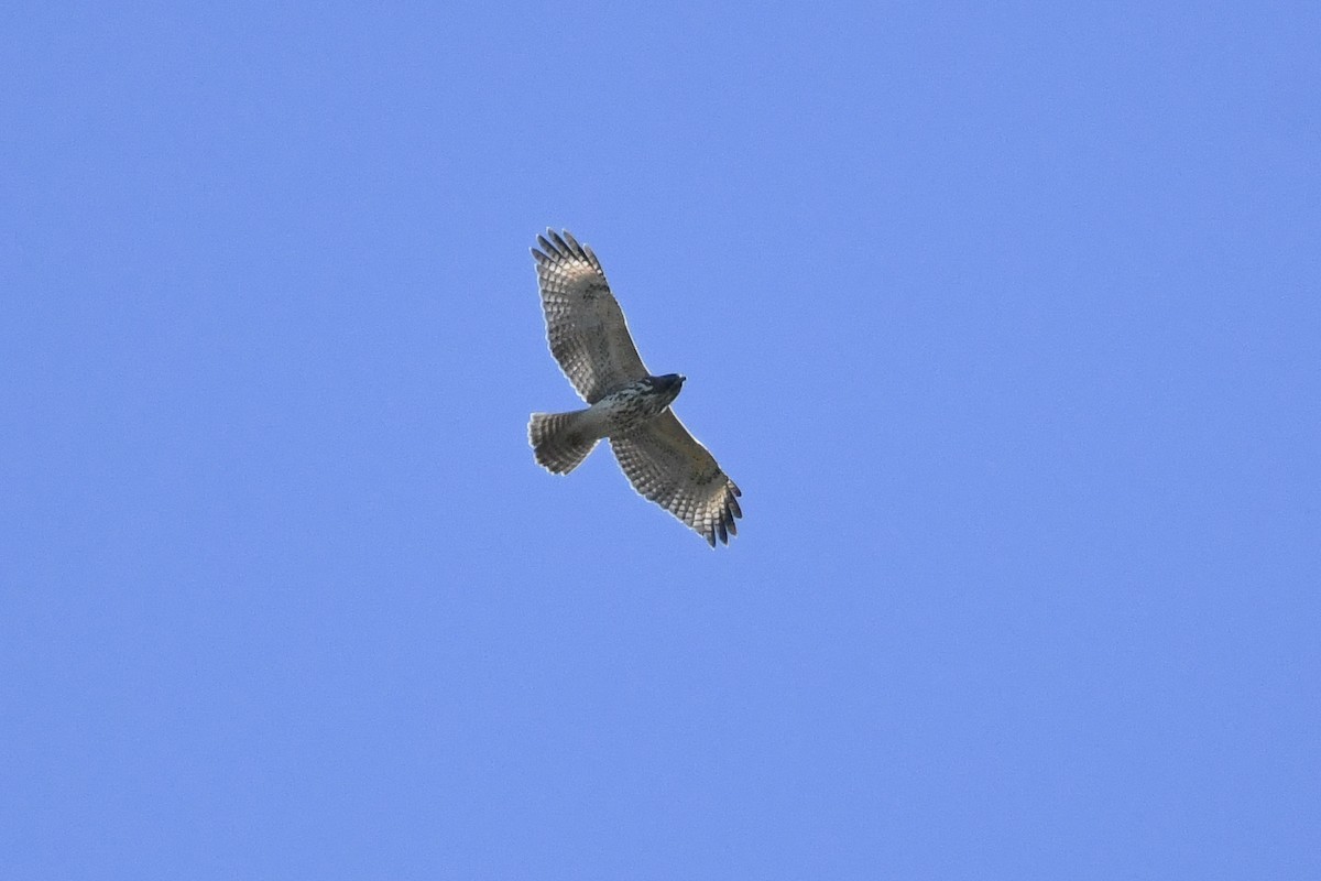 Red-shouldered Hawk - ML644112079