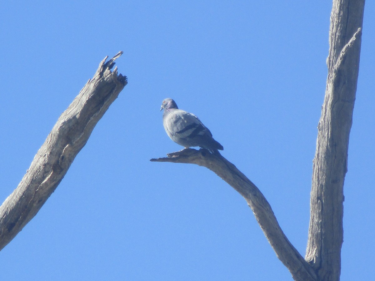 Rock Pigeon (Feral Pigeon) - ML644112081