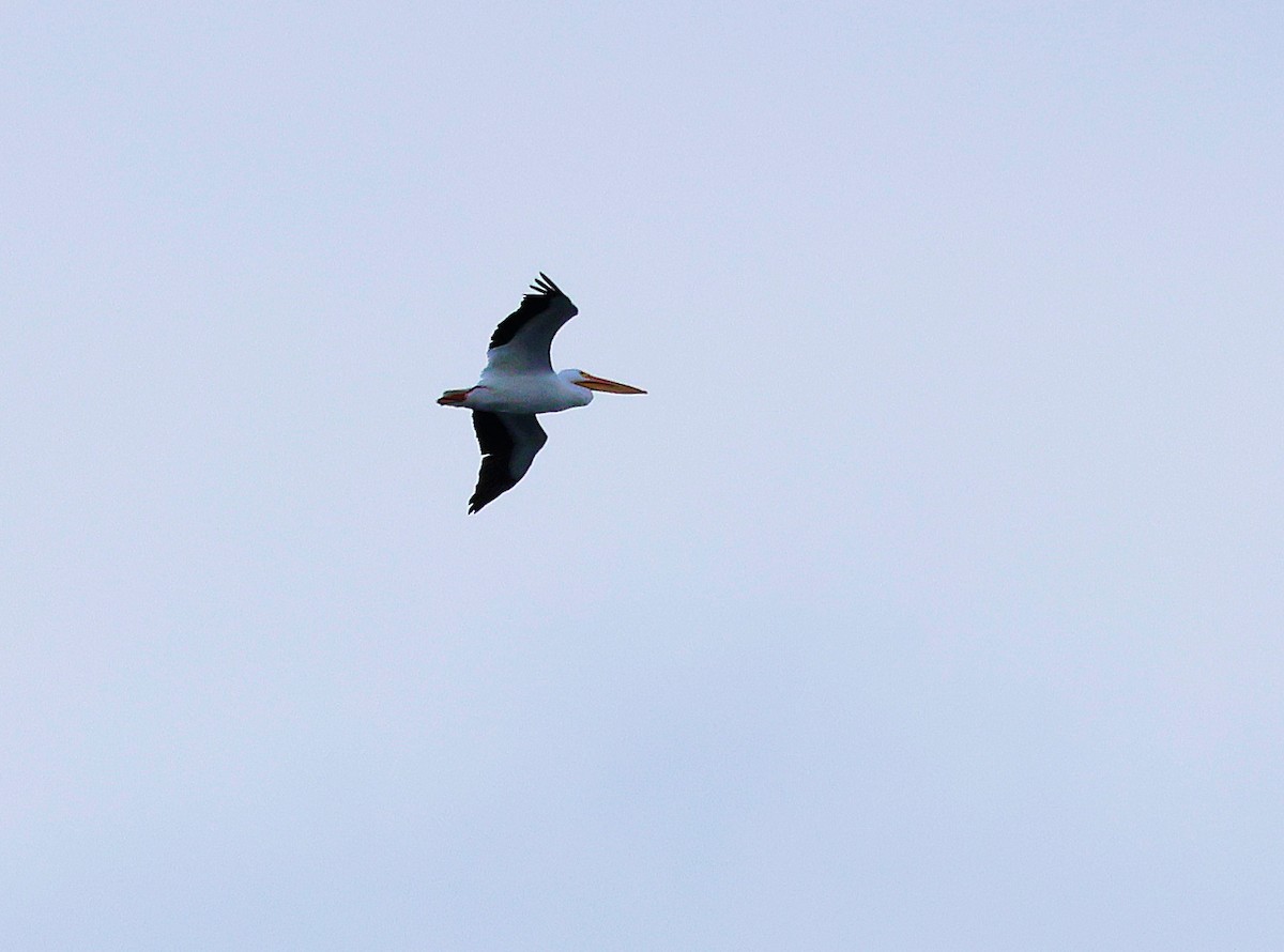 bird sp. - ML644112085