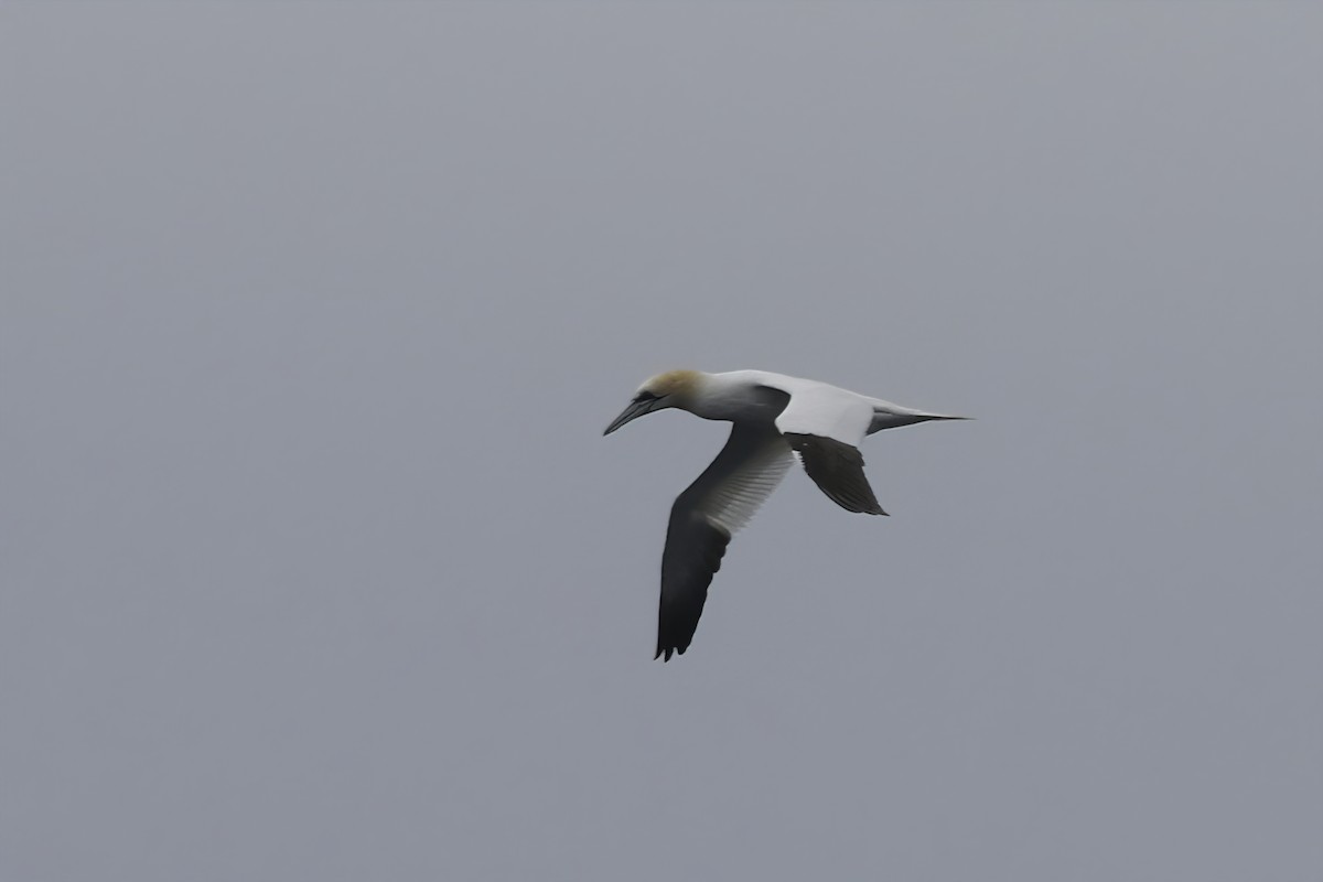 Northern Gannet - ML644112131