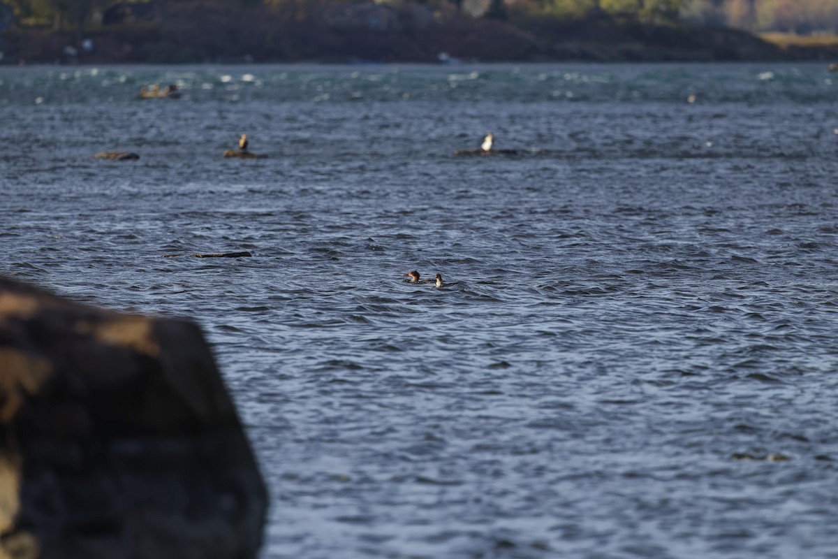 Common Merganser - ML644112136