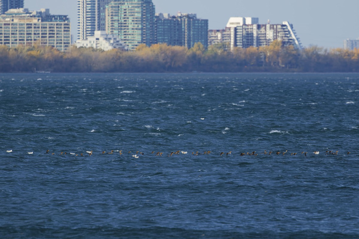 Double-crested Cormorant - ML644112138