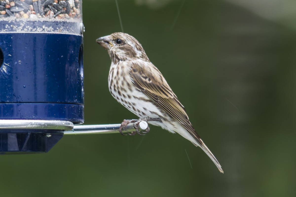 Purple Finch - ML644112140