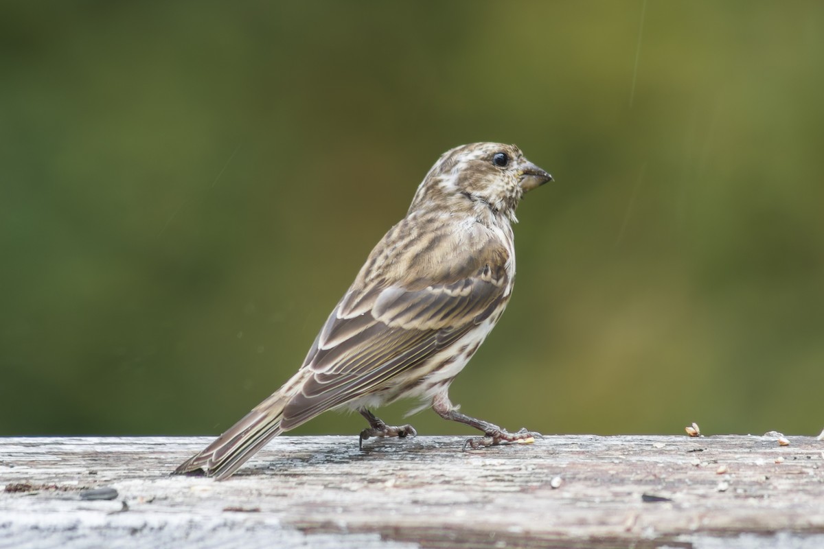 Purple Finch - ML644112141