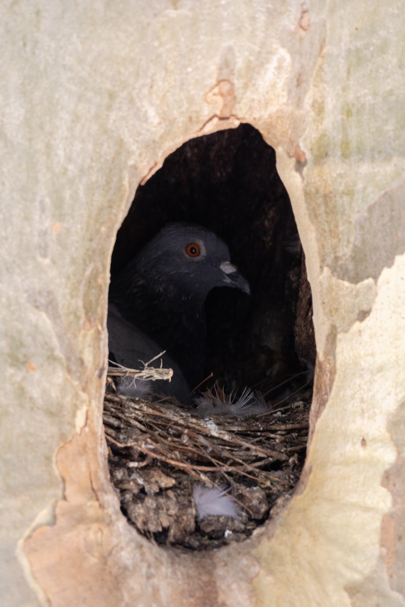 Rock Pigeon - ML644112143