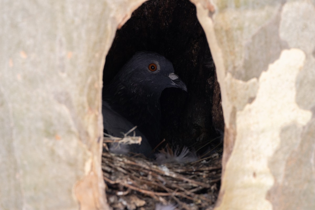 Rock Pigeon - ML644112144