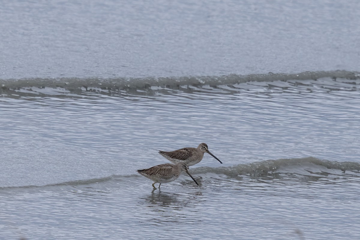 Long-billed Dowitcher - ML644112146