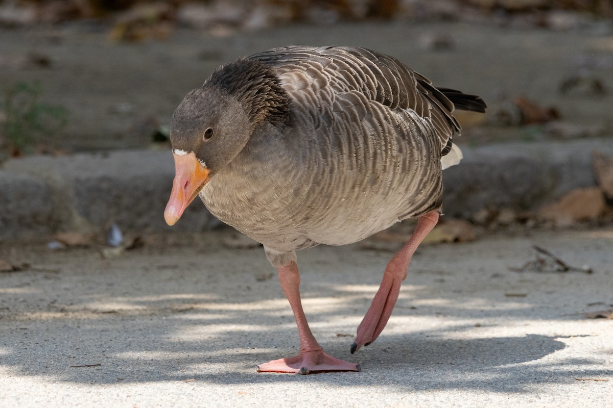 Graylag Goose - ML644112156