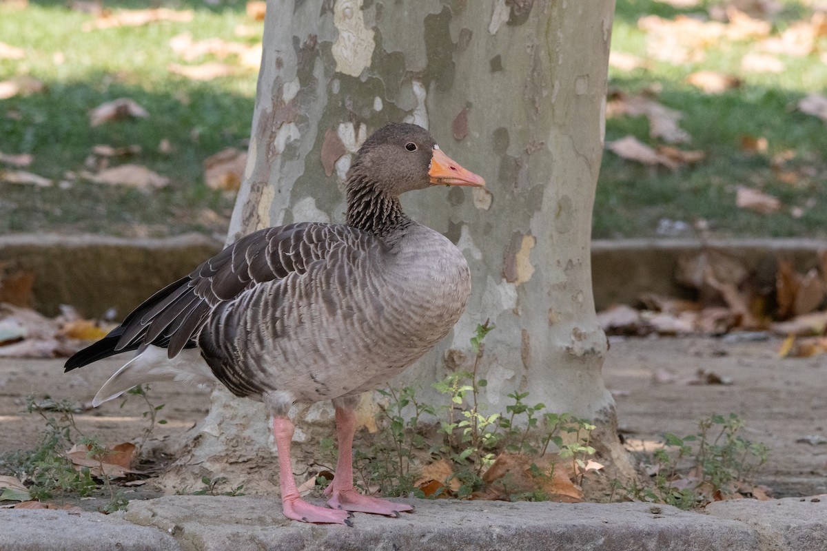 Graylag Goose - ML644112157