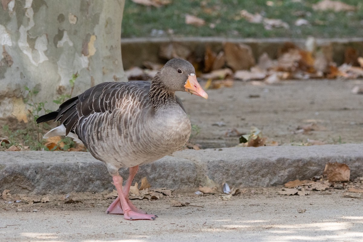 Graylag Goose - ML644112158