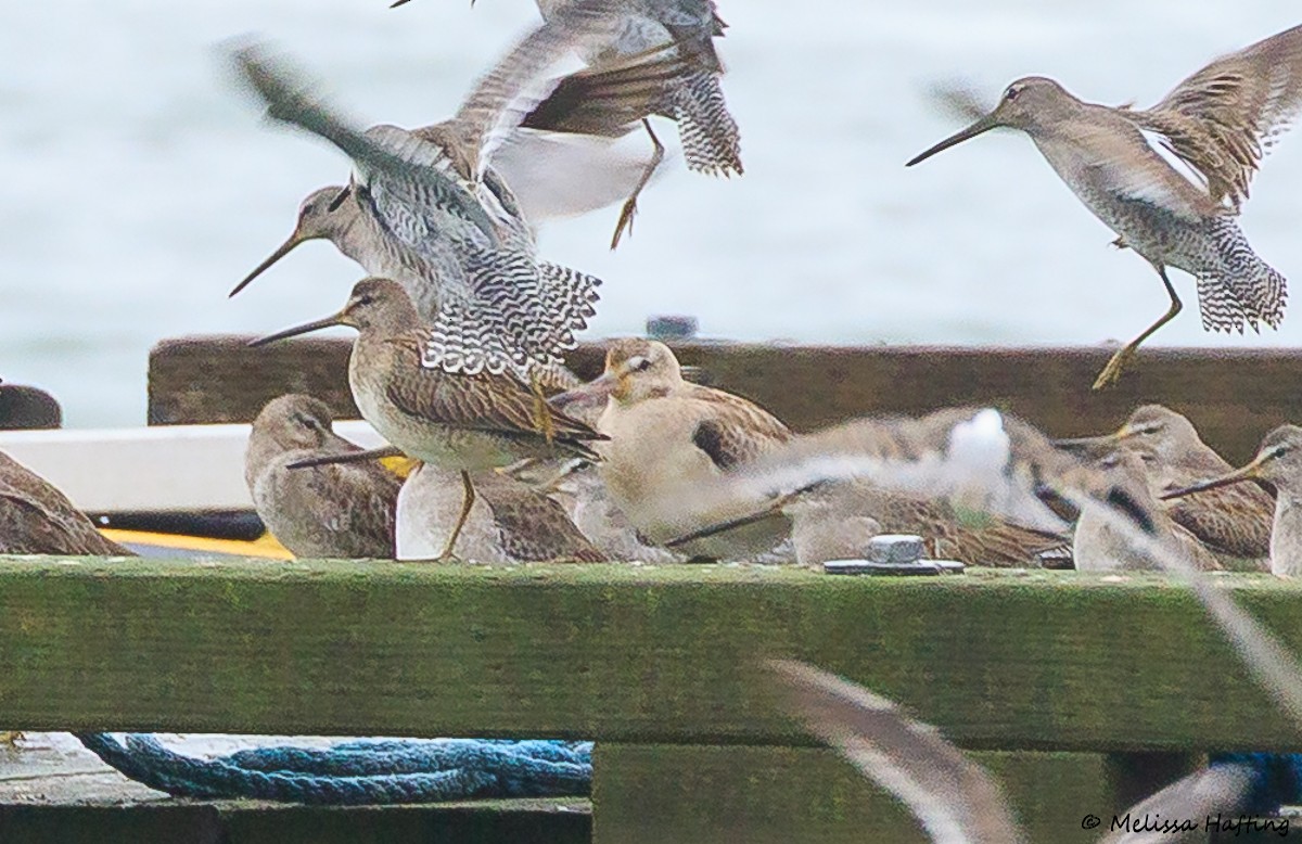 Hudsonian Godwit - ML644112172