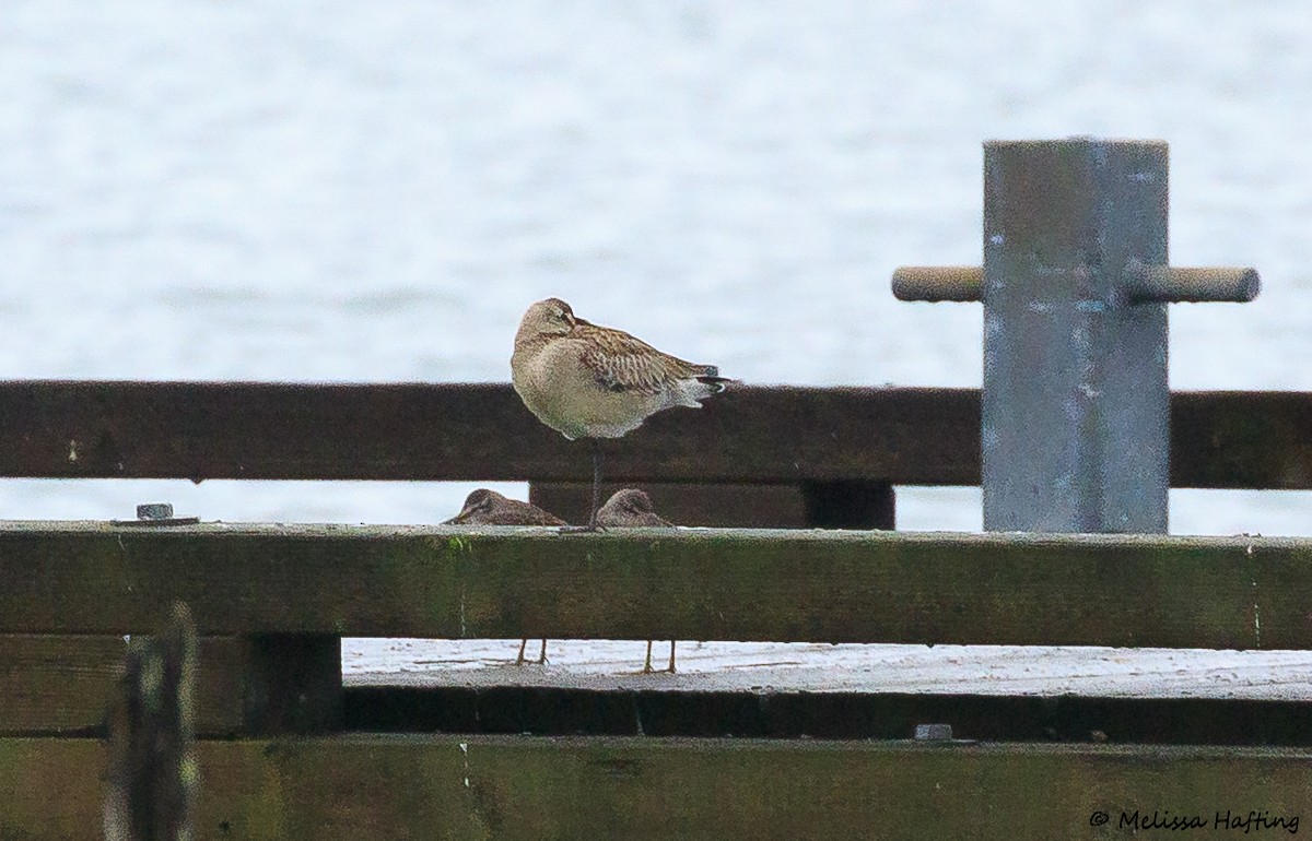 Hudsonian Godwit - ML644112173