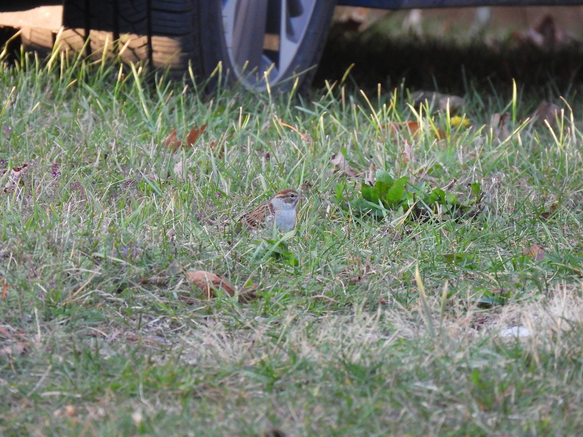 Chipping Sparrow - ML644112175