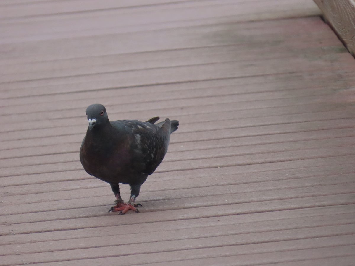 Rock Pigeon (Feral Pigeon) - ML644112176
