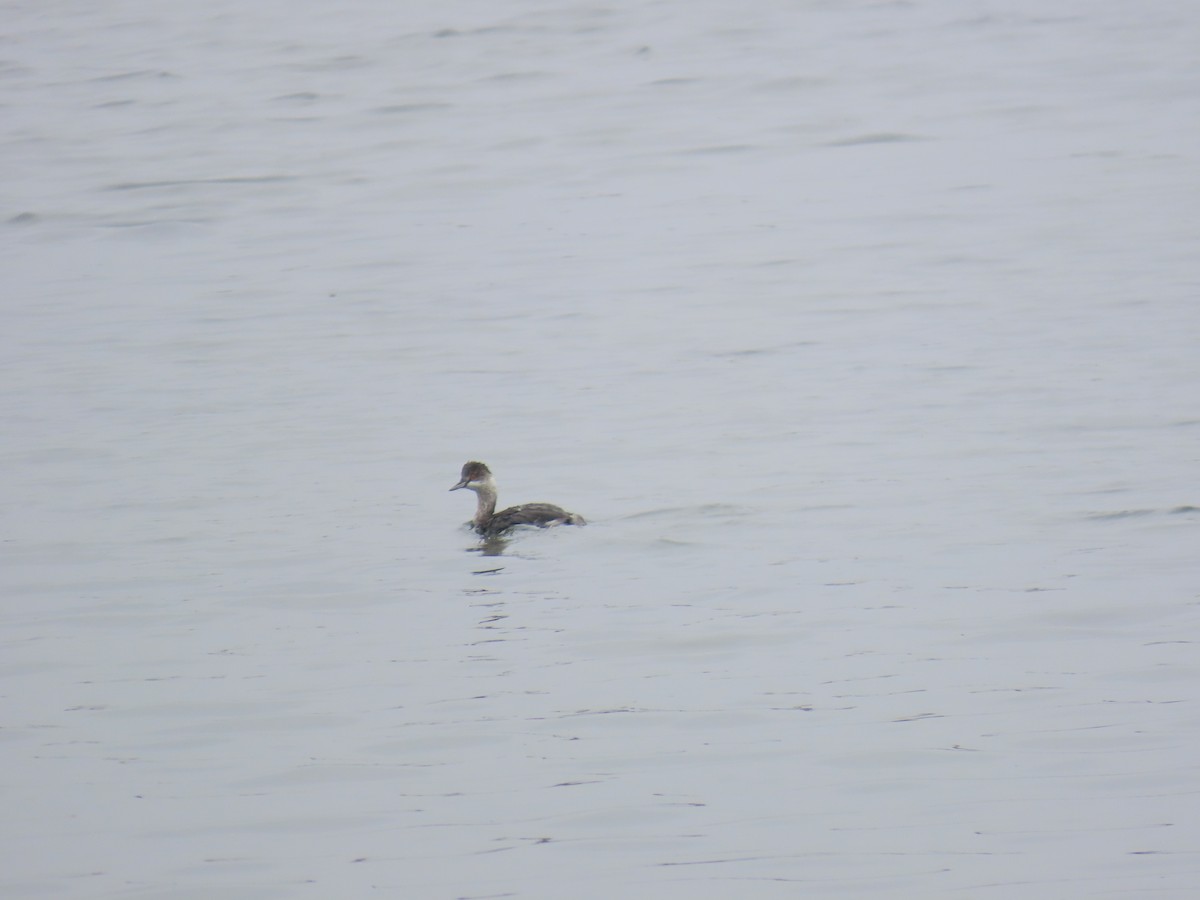 Eared Grebe - ML644112181