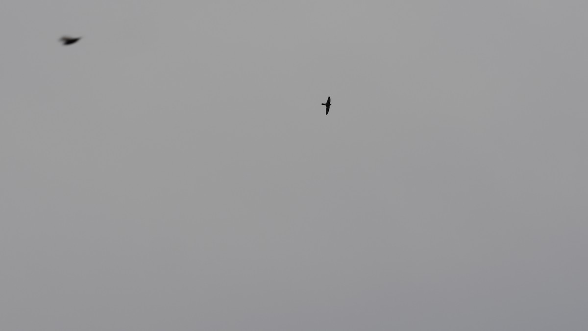 Uniform Swiftlet - ML644112182