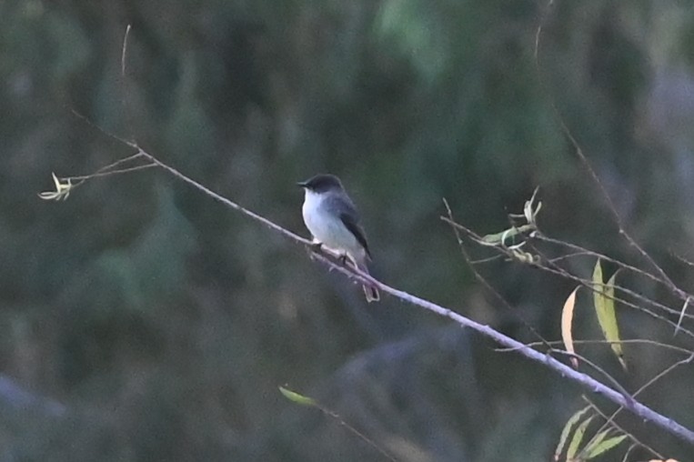 Eastern Phoebe - ML644112188