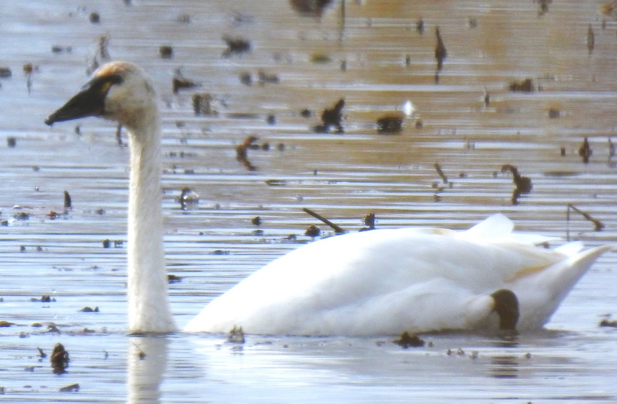 Tundra Swan (Whistling) - ML644112203