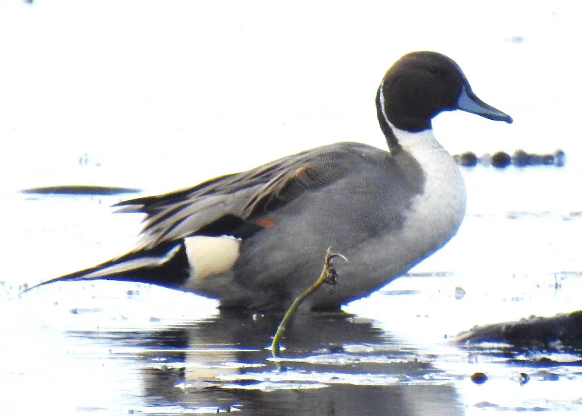 Шовтгор алаг нугас - ML644112207