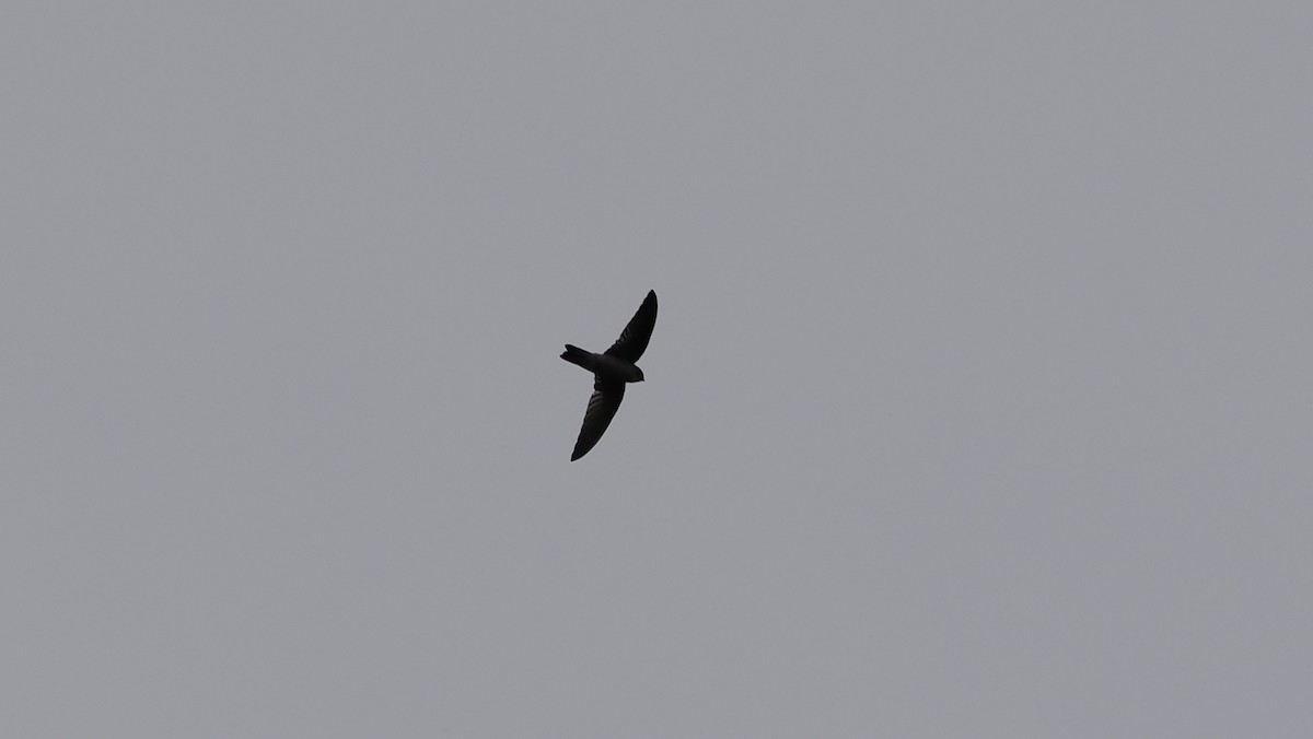 Uniform Swiftlet - ML644112216