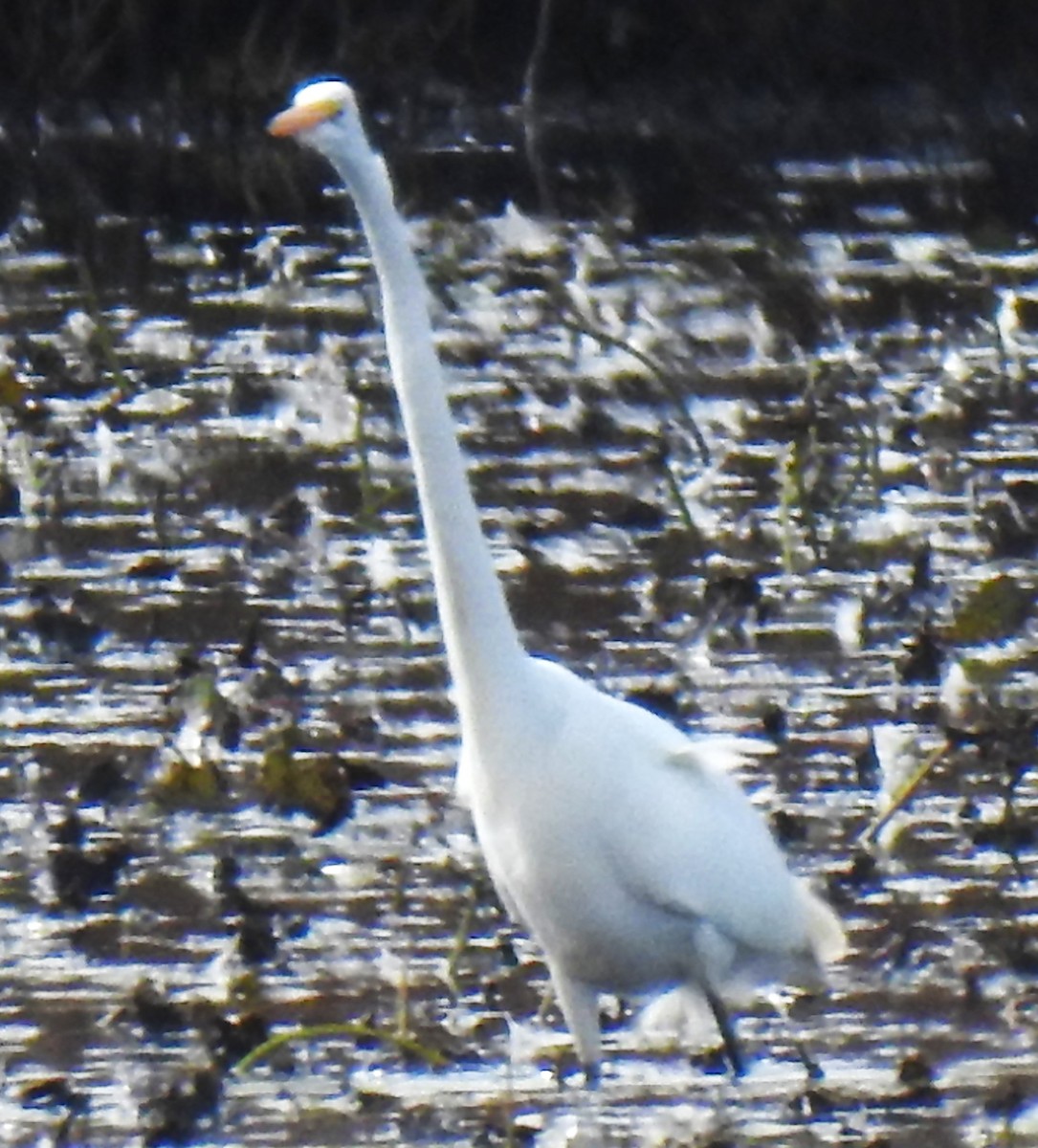 Цасч дэглий - ML644112217