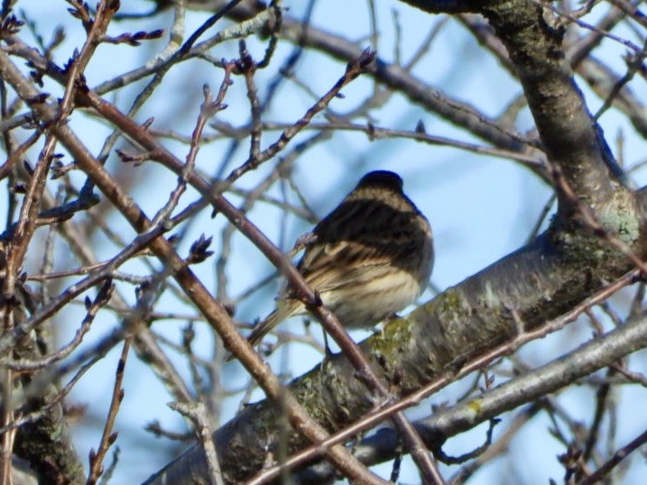 Vesper Sparrow - ML644112225