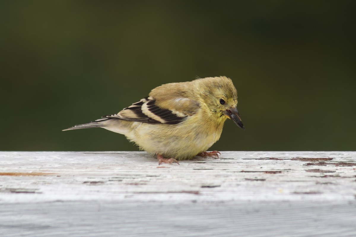 American Goldfinch - ML644112234