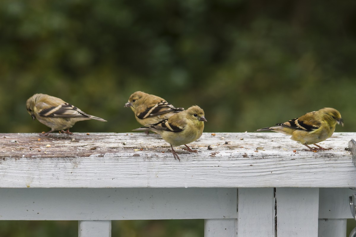 American Goldfinch - ML644112241