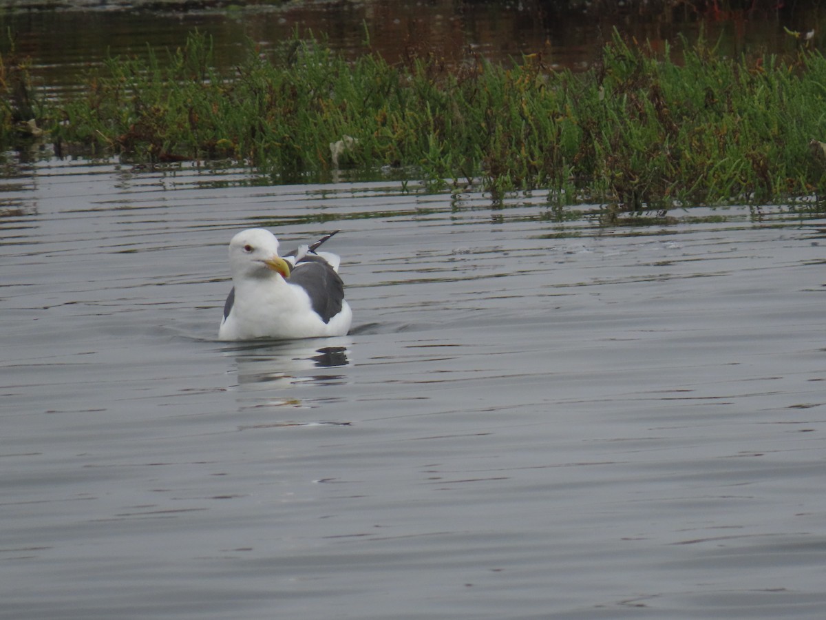 Western Gull - ML644112244