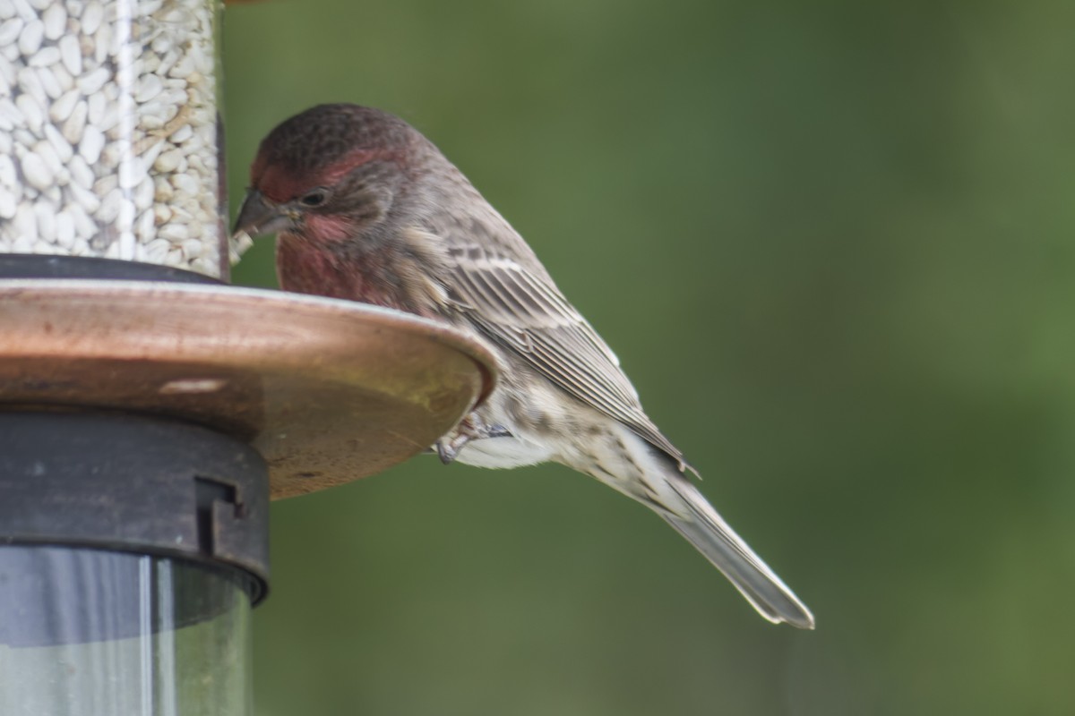 House Finch - ML644112247