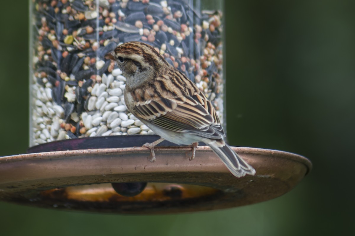 Chipping Sparrow - ML644112249