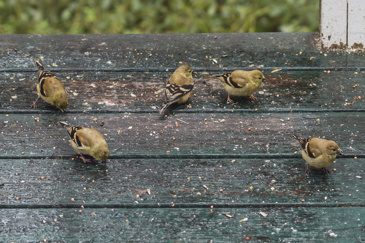 American Goldfinch - ML644112251