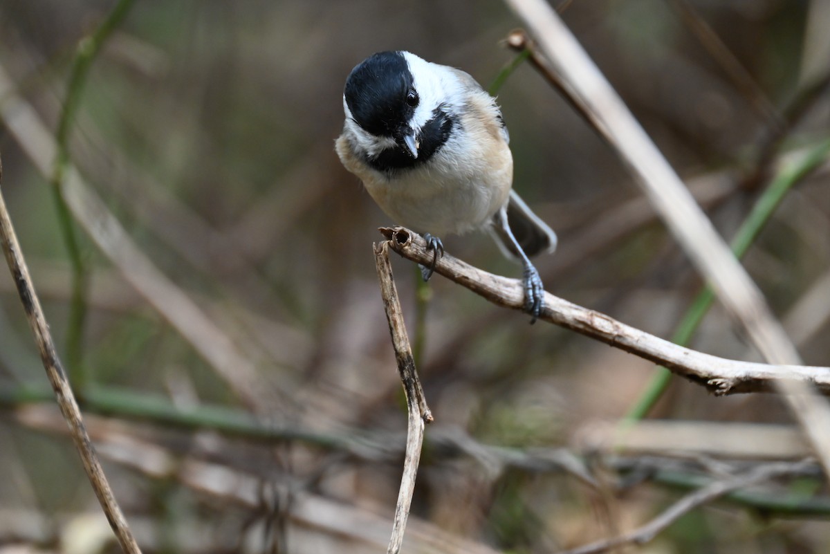 Black-capped Chickadee - ML644112261